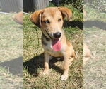 Small #3 Mutt