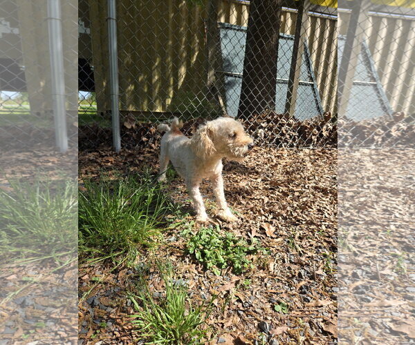 Medium Photo #3 Poodle (Miniature)-Unknown Mix Puppy For Sale in Albemarle, NC, USA
