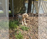 Small #2 Poodle (Miniature) Mix