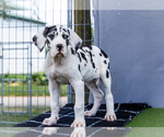 Small Photo #194 Great Dane Puppy For Sale in WAKARUSA, IN, USA