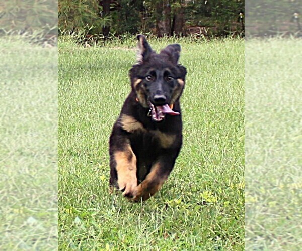 Medium Photo #6 German Shepherd Dog Puppy For Sale in WARRENTON, NC, USA