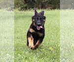 Small #5 German Shepherd Dog
