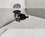 Small Photo #4 Morkie Puppy For Sale in YPSILANTI, MI, USA