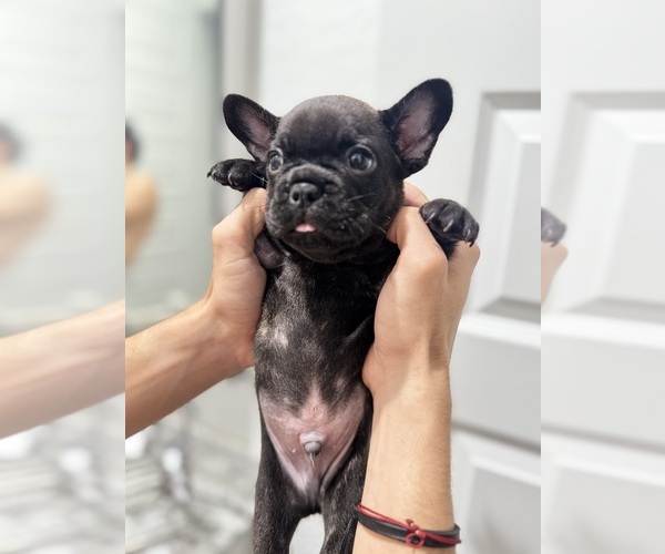 Medium Photo #21 French Bulldog Puppy For Sale in LAVEEN, AZ, USA