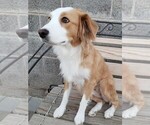 Small #2 Australian Shepherd