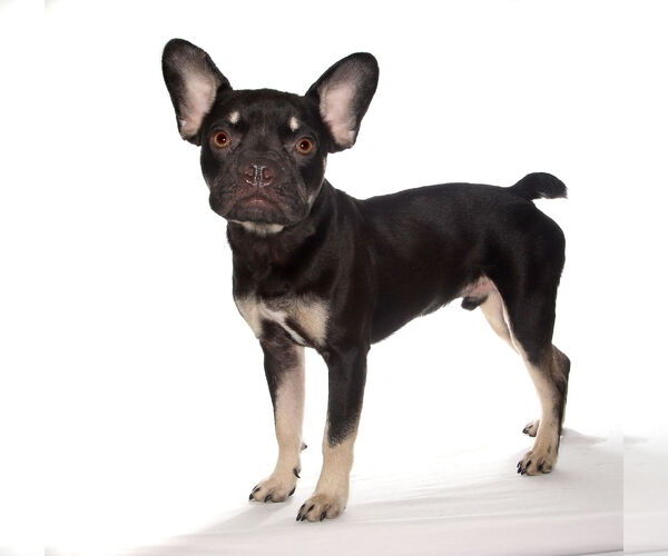 Medium Photo #2 French Bulldog-Unknown Mix Puppy For Sale in Oakland Park, FL, USA