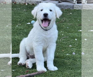 Akbash-Great Pyrenees Mix Dogs for adoption in Denver , CO, USA