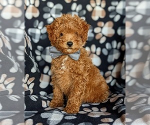 Poodle (Miniature) Puppy for sale in LEOLA, PA, USA