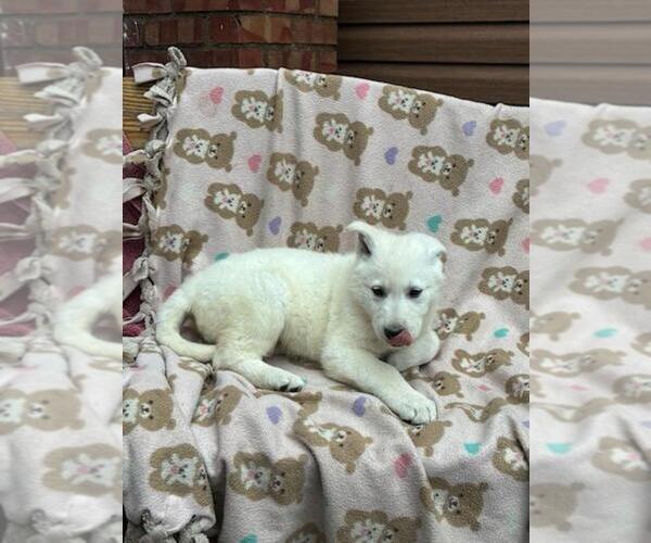 Medium Photo #16 German Shepherd Dog Puppy For Sale in GREENWOOD, WI, USA