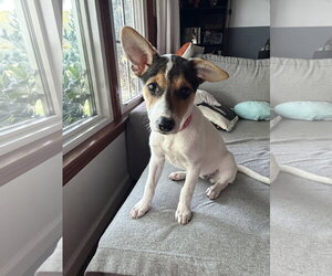 Jackie- JRT/pittie puppies - Female American Pit Bull Terrier-Jack Russell Terrier Mix Dog for Adoption - Photo #3