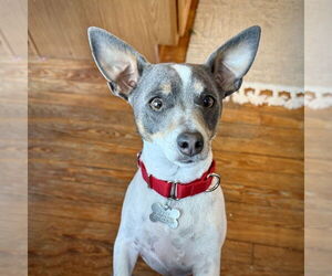 Rat Terrier Dogs for adoption in Atlanta, GA, USA