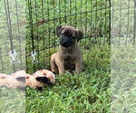 Small #2 Black Mouth Cur-Labrador Retriever Mix