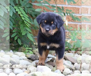 Rottweiler Puppy for sale in FREDERICKSBG, OH, USA