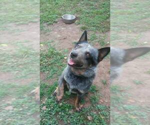 Father of the Australian Cattle Dog puppies born on 09/11/2020