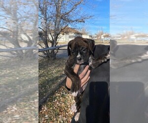 Boxer Puppy for sale in MIDWEST, WY, USA