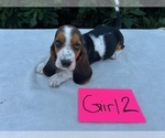 Small #18 Basset Hound