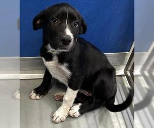 Border Collie-Mastiff Mix Dogs for adoption in Visalia, CA, USA