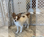 Small #6 Papillon