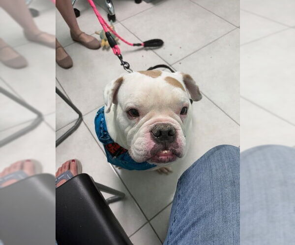 Medium Photo #1 Olde Bulldog Puppy For Sale in Eustis, FL, USA