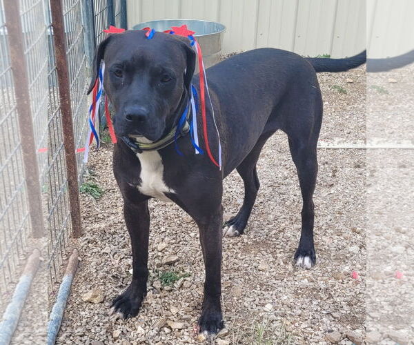 Medium Photo #4 Red Heeler-Unknown Mix Puppy For Sale in Stover, MO, USA