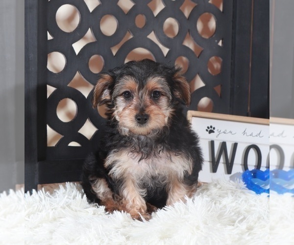 Medium Photo #3 YorkiePoo Puppy For Sale in MOUNT VERNON, OH, USA