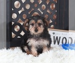 Small #2 YorkiePoo