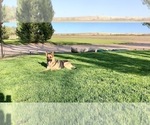Small #16 German Shepherd Dog