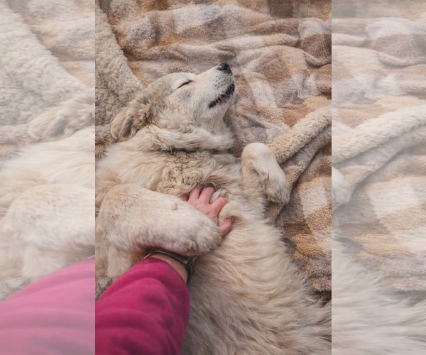 Medium Photo #2 Great Pyrenees Puppy For Sale in Rustburg, VA, USA