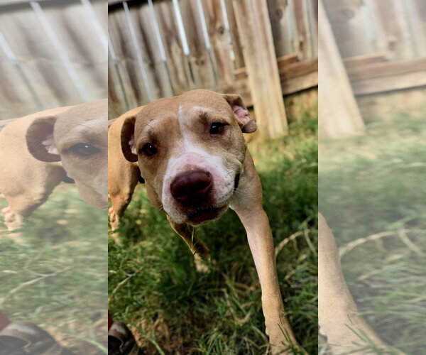 Medium Photo #4 American Pit Bull Terrier-Unknown Mix Puppy For Sale in Jackson, MS, USA