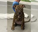 Small Mutt