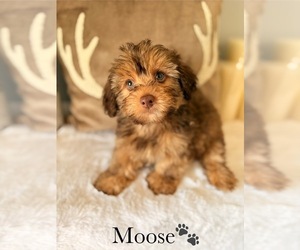 YorkiePoo Puppy for sale in MURFREESBORO, TN, USA