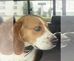 Bubba - Male Beagle Puppy for Sale - Photo #2