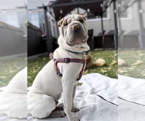 Mutt Dogs for adoption in Prescott, Ontario, Canada