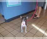 Small Chihuahua