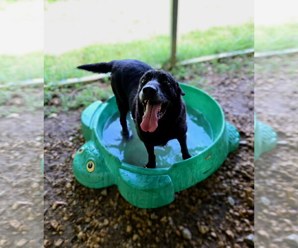 Medium Photo #3 Mutt Puppy For Sale in Jackson, MS, USA