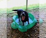 Small Photo #3 Mutt Puppy For Sale in Jackson, MS, USA