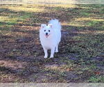 Small American Eskimo Dog