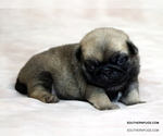 Small #2 Pug