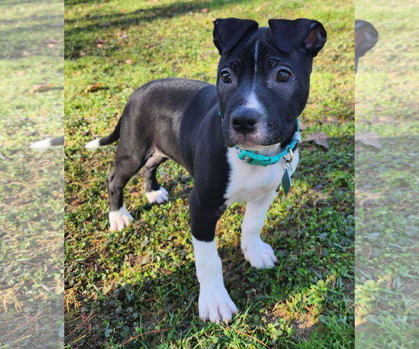 Medium Photo #4 American Pit Bull Terrier-Labrador Retriever Mix Puppy For Sale in Clarkston, MI, USA