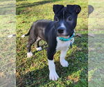 Small #3 American Pit Bull Terrier-Labrador Retriever Mix