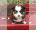 Small Photo #9 Miniature Australian Shepherd Puppy For Sale in BOWLING GREEN, KY, USA