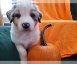 Small Photo #3 Australian Shepherd Puppy For Sale in OAK GROVE, MO, USA
