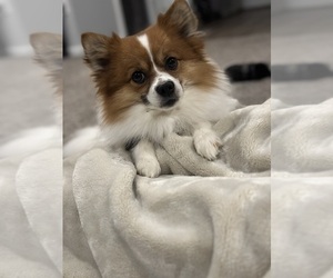 Pomeranian Dogs for adoption in MORROW, OH, USA