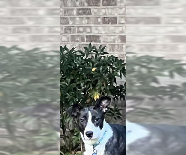 Medium Photo #4 Mutt Puppy For Sale in Springdale, PA, USA