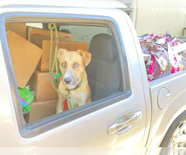 Medium Photo #7 Mutt Puppy For Sale in San Diego, CA, USA