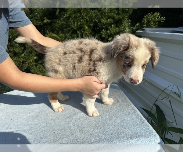 Medium Photo #8 Australian Shepherd Puppy For Sale in HYDEN, KY, USA
