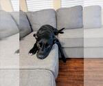 Small #1 Labrador Retriever Mix
