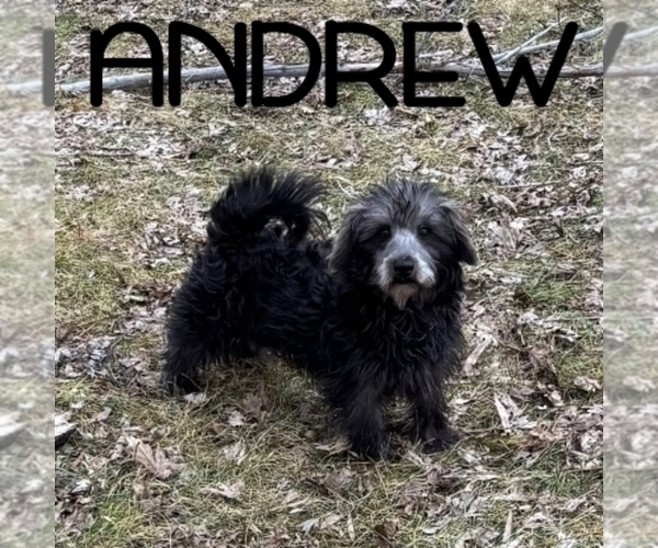 Medium Photo #1 Schnoodle (Miniature) Puppy For Sale in HARTLAND, MN, USA