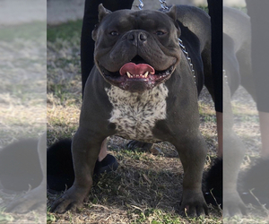 Father of the American Bully puppies born on 09/15/2021