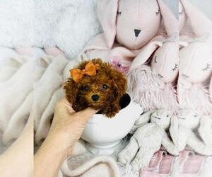 Poodle (Toy) Puppy for sale in DELRAY BEACH, FL, USA